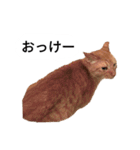 猫兄弟！みるく＆ここあ（個別スタンプ：5）