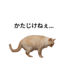 猫兄弟！みるく＆ここあ（個別スタンプ：6）