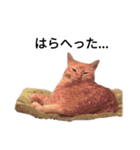 猫兄弟！みるく＆ここあ（個別スタンプ：7）