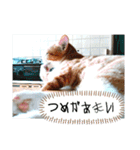 僕は猫のたいやき①（個別スタンプ：15）