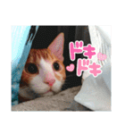 僕は猫のたいやき①（個別スタンプ：36）