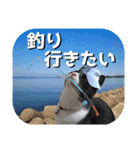 大漁！釣り猫エレが釣り竿肩に磯ブラボー！！（個別スタンプ：1）