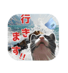 大漁！釣り猫エレが釣り竿肩に磯ブラボー！！（個別スタンプ：3）