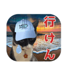 大漁！釣り猫エレが釣り竿肩に磯ブラボー！！（個別スタンプ：4）