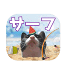 大漁！釣り猫エレが釣り竿肩に磯ブラボー！！（個別スタンプ：9）