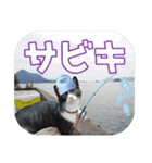 大漁！釣り猫エレが釣り竿肩に磯ブラボー！！（個別スタンプ：11）