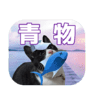 大漁！釣り猫エレが釣り竿肩に磯ブラボー！！（個別スタンプ：12）