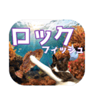 大漁！釣り猫エレが釣り竿肩に磯ブラボー！！（個別スタンプ：13）