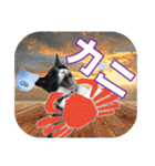 大漁！釣り猫エレが釣り竿肩に磯ブラボー！！（個別スタンプ：15）