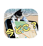 大漁！釣り猫エレが釣り竿肩に磯ブラボー！！（個別スタンプ：17）