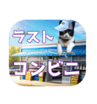 大漁！釣り猫エレが釣り竿肩に磯ブラボー！！（個別スタンプ：18）