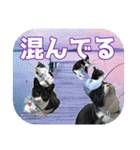 大漁！釣り猫エレが釣り竿肩に磯ブラボー！！（個別スタンプ：20）