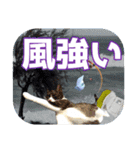 大漁！釣り猫エレが釣り竿肩に磯ブラボー！！（個別スタンプ：23）