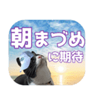 大漁！釣り猫エレが釣り竿肩に磯ブラボー！！（個別スタンプ：25）