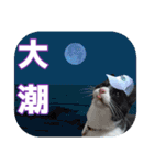 大漁！釣り猫エレが釣り竿肩に磯ブラボー！！（個別スタンプ：27）