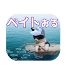 大漁！釣り猫エレが釣り竿肩に磯ブラボー！！（個別スタンプ：29）