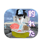 大漁！釣り猫エレが釣り竿肩に磯ブラボー！！（個別スタンプ：31）