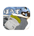 大漁！釣り猫エレが釣り竿肩に磯ブラボー！！（個別スタンプ：33）