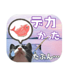 大漁！釣り猫エレが釣り竿肩に磯ブラボー！！（個別スタンプ：34）