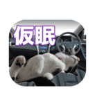 大漁！釣り猫エレが釣り竿肩に磯ブラボー！！（個別スタンプ：36）