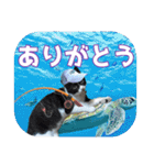 大漁！釣り猫エレが釣り竿肩に磯ブラボー！！（個別スタンプ：38）