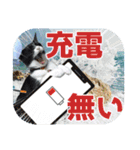 大漁！釣り猫エレが釣り竿肩に磯ブラボー！！（個別スタンプ：40）