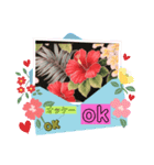 ハイビスカスLINEスタンプ（個別スタンプ：5）