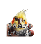 政治家オカメインコ 切り抜きver（個別スタンプ：4）