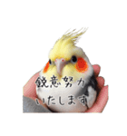 政治家オカメインコ 切り抜きver（個別スタンプ：7）