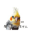 政治家オカメインコ 切り抜きver（個別スタンプ：9）