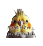 政治家オカメインコ 切り抜きver（個別スタンプ：10）