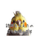 政治家オカメインコ 切り抜きver（個別スタンプ：14）