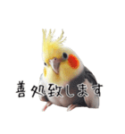 政治家オカメインコ 切り抜きver（個別スタンプ：15）