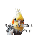 政治家オカメインコ 切り抜きver（個別スタンプ：16）