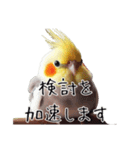 政治家オカメインコ 切り抜きver（個別スタンプ：17）