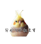 政治家オカメインコ 切り抜きver（個別スタンプ：19）