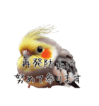 政治家オカメインコ 切り抜きver（個別スタンプ：20）