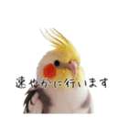 政治家オカメインコ 切り抜きver（個別スタンプ：21）