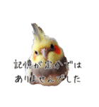 政治家オカメインコ 切り抜きver（個別スタンプ：23）