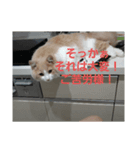 ぽとぺスタンプ（個別スタンプ：7）