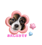 パピヨンのしのんちゃん3（個別スタンプ：1）