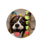 パピヨンのしのんちゃん3（個別スタンプ：2）