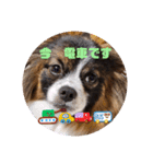 パピヨンのしのんちゃん3（個別スタンプ：6）