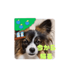 パピヨンのしのんちゃん3（個別スタンプ：8）