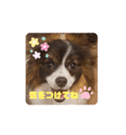 パピヨンのしのんちゃん3（個別スタンプ：9）
