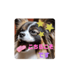 パピヨンのしのんちゃん3（個別スタンプ：11）