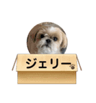 シーズー！ミンス モカ まい（個別スタンプ：9）