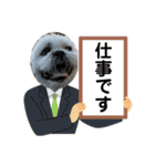 シーズー！ミンス モカ まい（個別スタンプ：11）