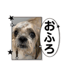 シーズー！ミンス モカ まい（個別スタンプ：14）