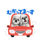シーズー！ミンス モカ まい（個別スタンプ：23）